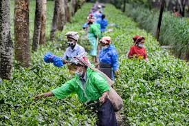 असम दौरे से पहले विपक्षी दल एजेपी ने प्रधानमंत्री से पूछा, भाजपा चाय मजदूरों की कब बढ़ाएगी दिहाड़ी